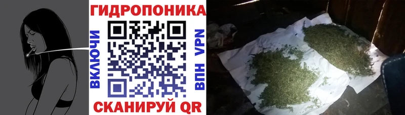 закладка  Уржум  Марихуана сатива 